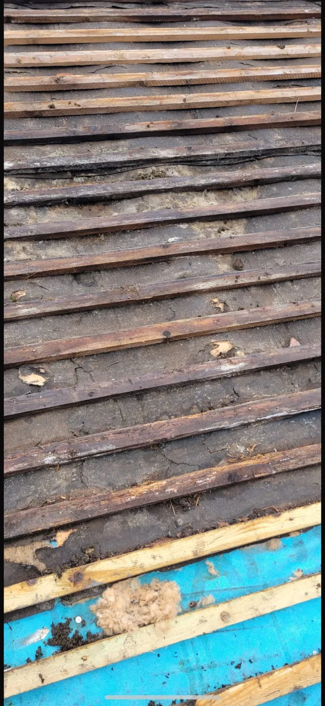 Close rows of old battens hold dust and tile fragments above blue eaves boards.